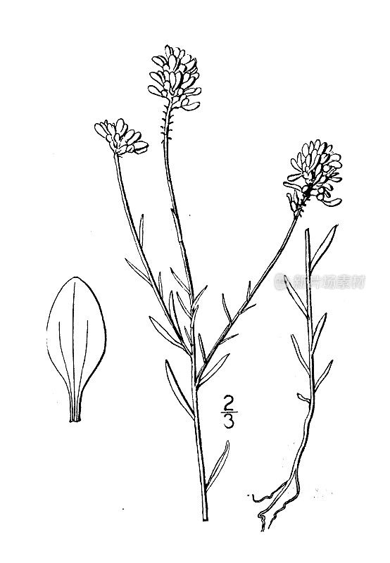 古董植物学植物插图:远志curtisii, Curtiss' Milkwort